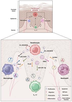 Extracellular vescicles in psoriasis: from pathogenesis to possible roles in therapy